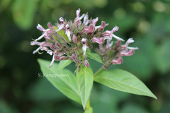 Andrographis megamalayana